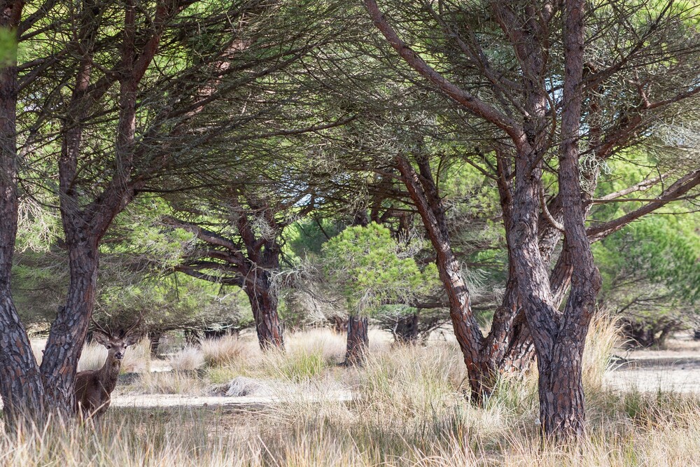 Una Expedición de Vida Silvestre al Parque Nacional de Doñana: Itinerario para Entusiastas del Glamping